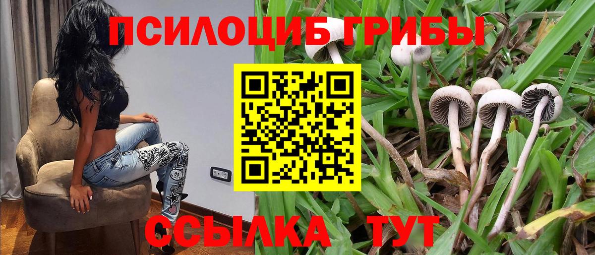 Галлюциногенные грибы Psilocybe Сарапул